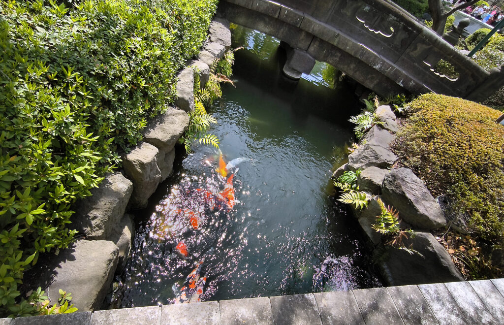 Carpe nel parco Senso-ji