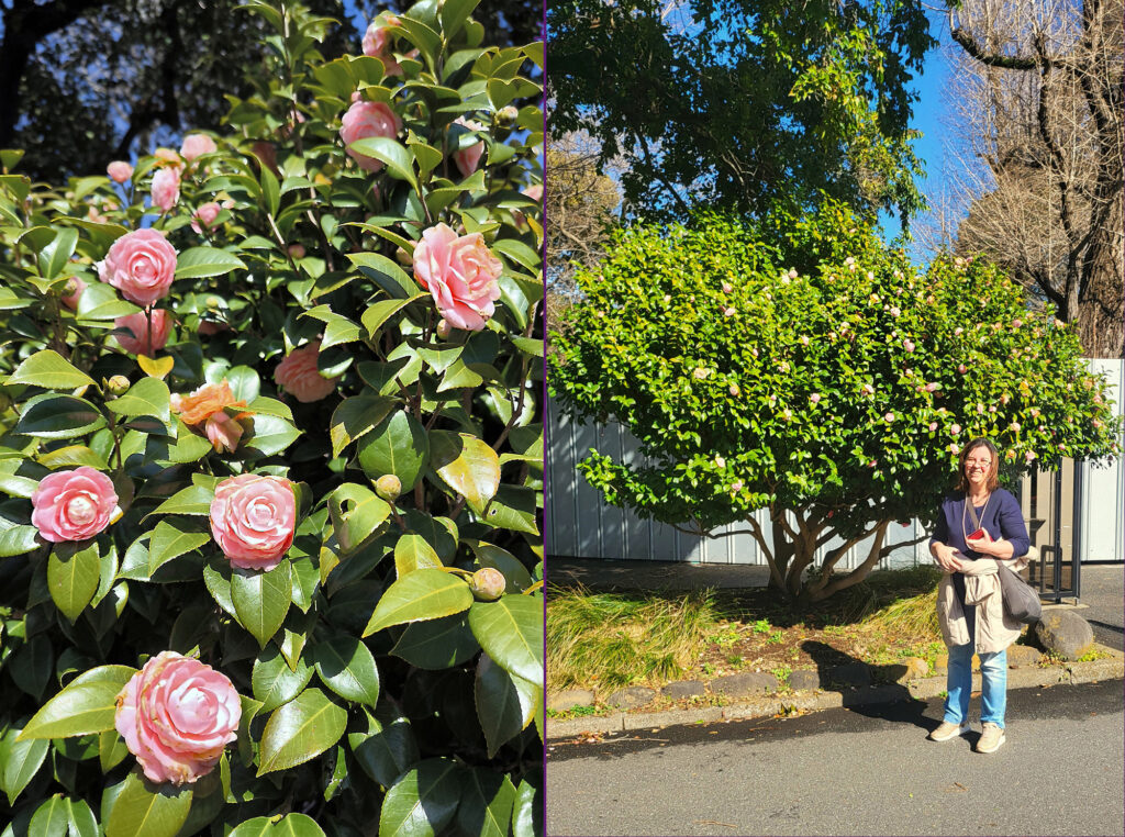 Le magnifiche camelie che spessi si trovano in forma di veri e propri alberi!