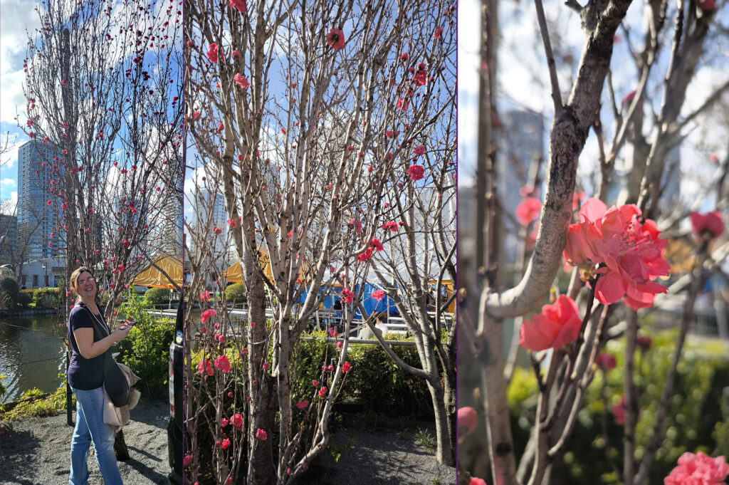 Un magnifico ciliegio rosso (ancora non del tutto sbocciato)