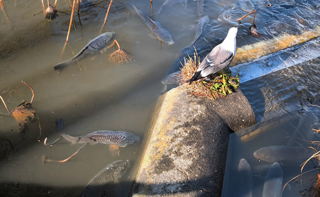 Gli stagni di Ueno - stagno con carpe (e gabbiano)