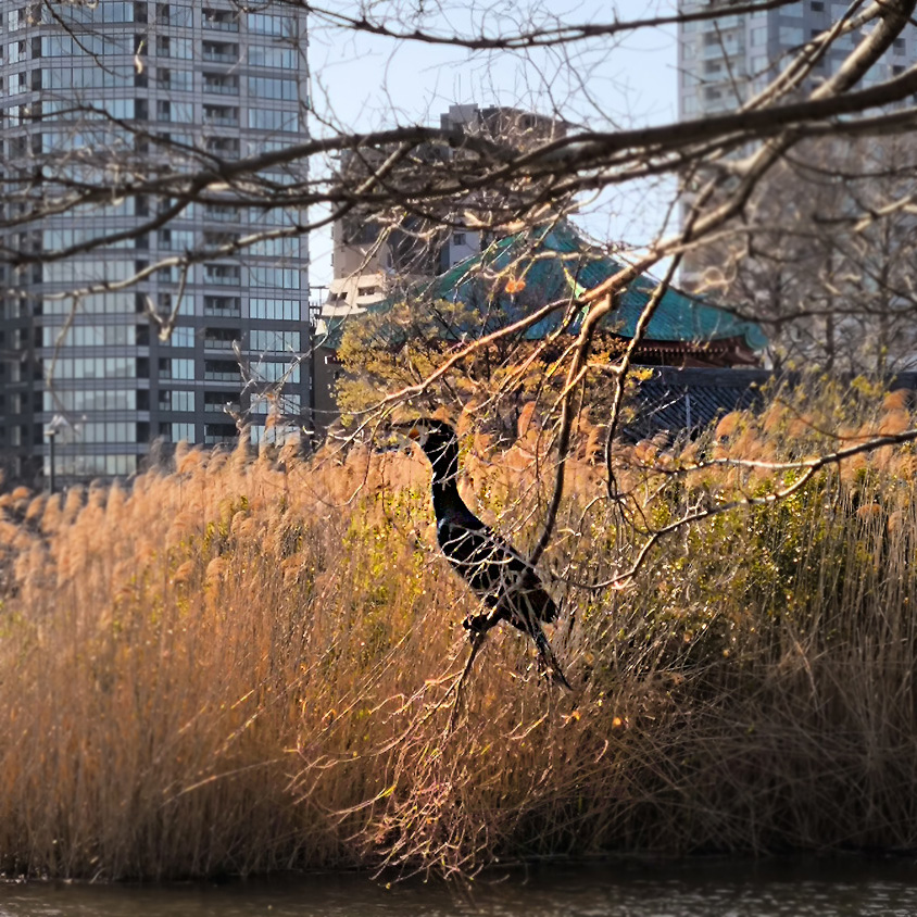 Ueno - stagno e cormorano