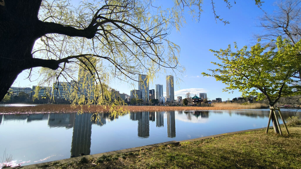 Gli stagni di Ueno - stagno dei fiori di loto