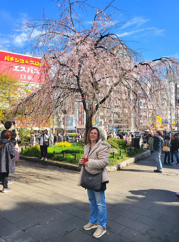 Il ciliegio all'uscita del parco di Ueno