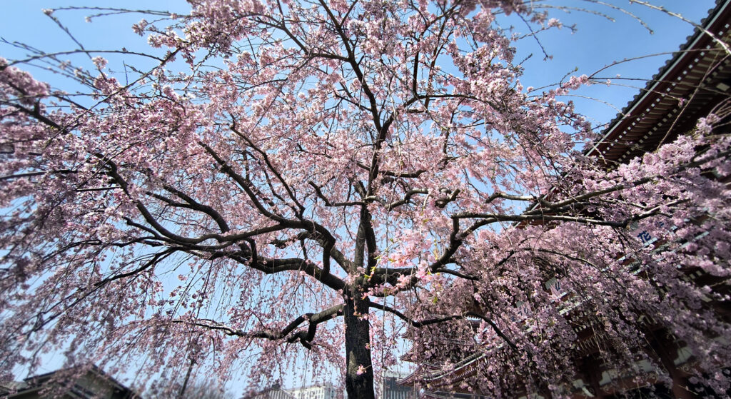 Ciliegio al Senso-ji