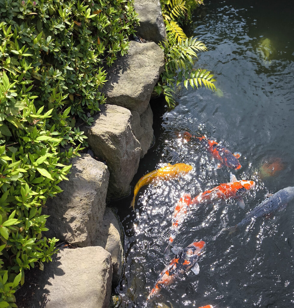 Carpe nel parco Senso-ji