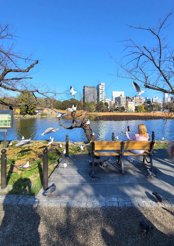 ueno stagno e gabbiani