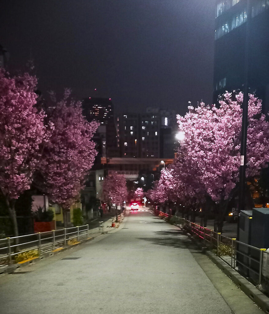 Roppongi - Nadare Zaka - ciliegi