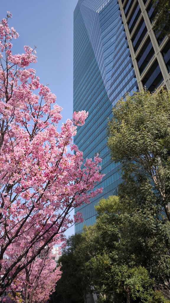 Nadare Zaka - ciliegi