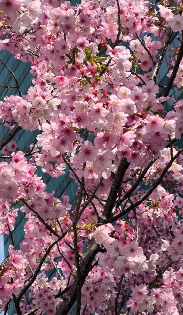 Nadare Zaka - ciliegi