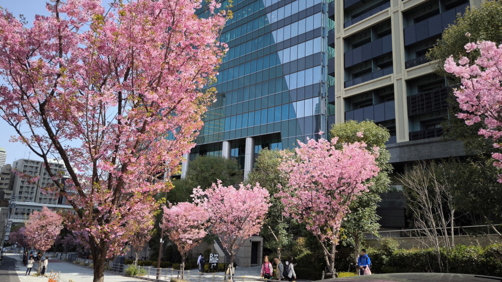 Nadare Zaka - ciliegi