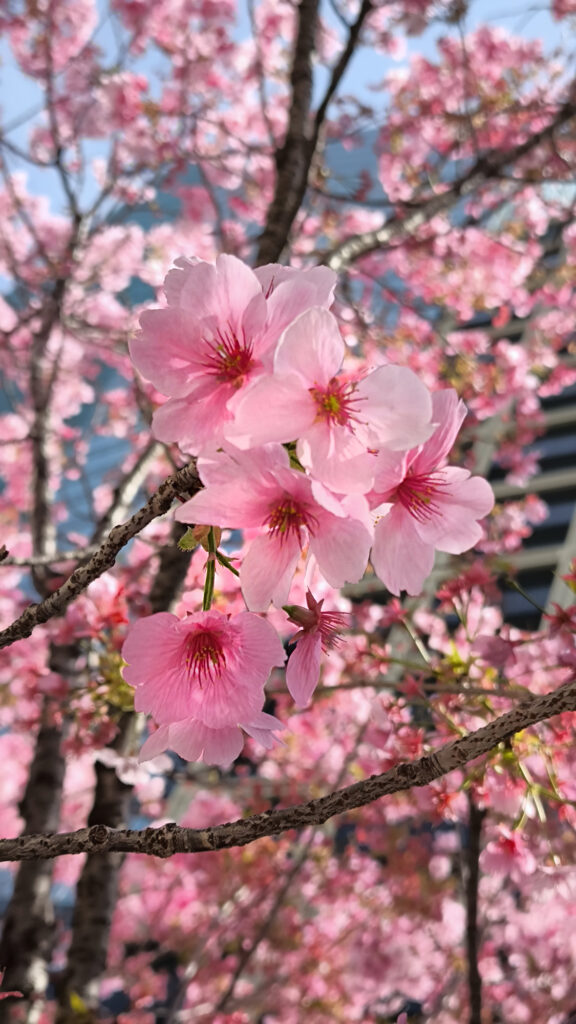 Nadare Zaka - ciliegi