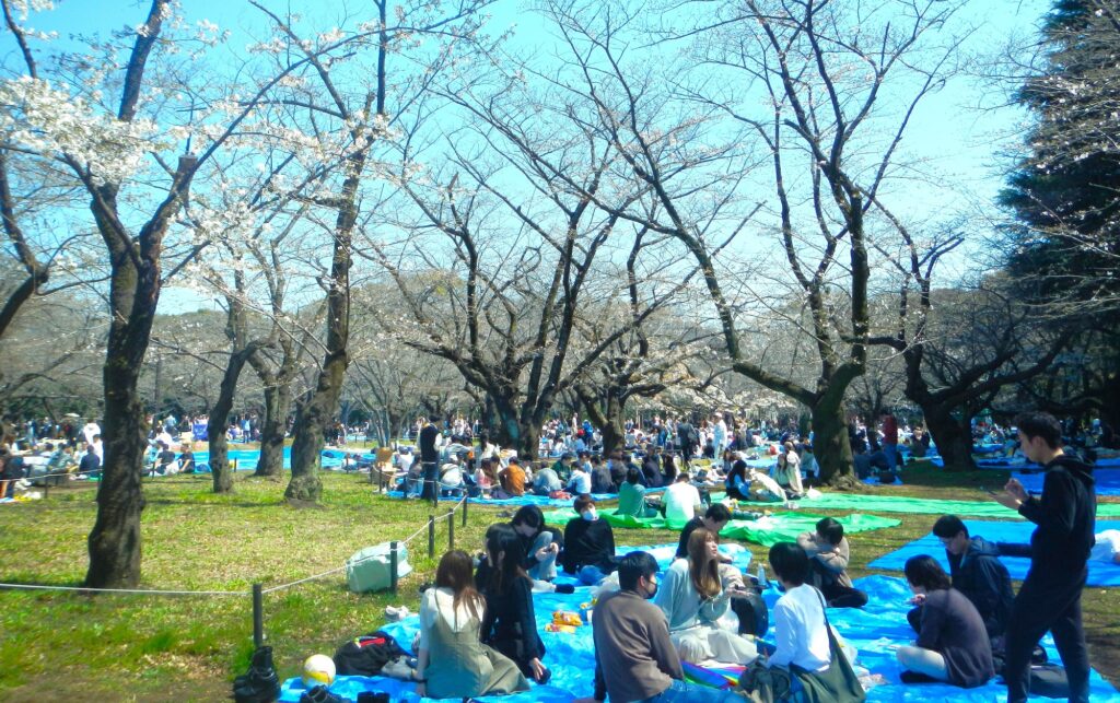 3_Tokyo Shibuya Harajuku Parco Yoyogi - ciliegi