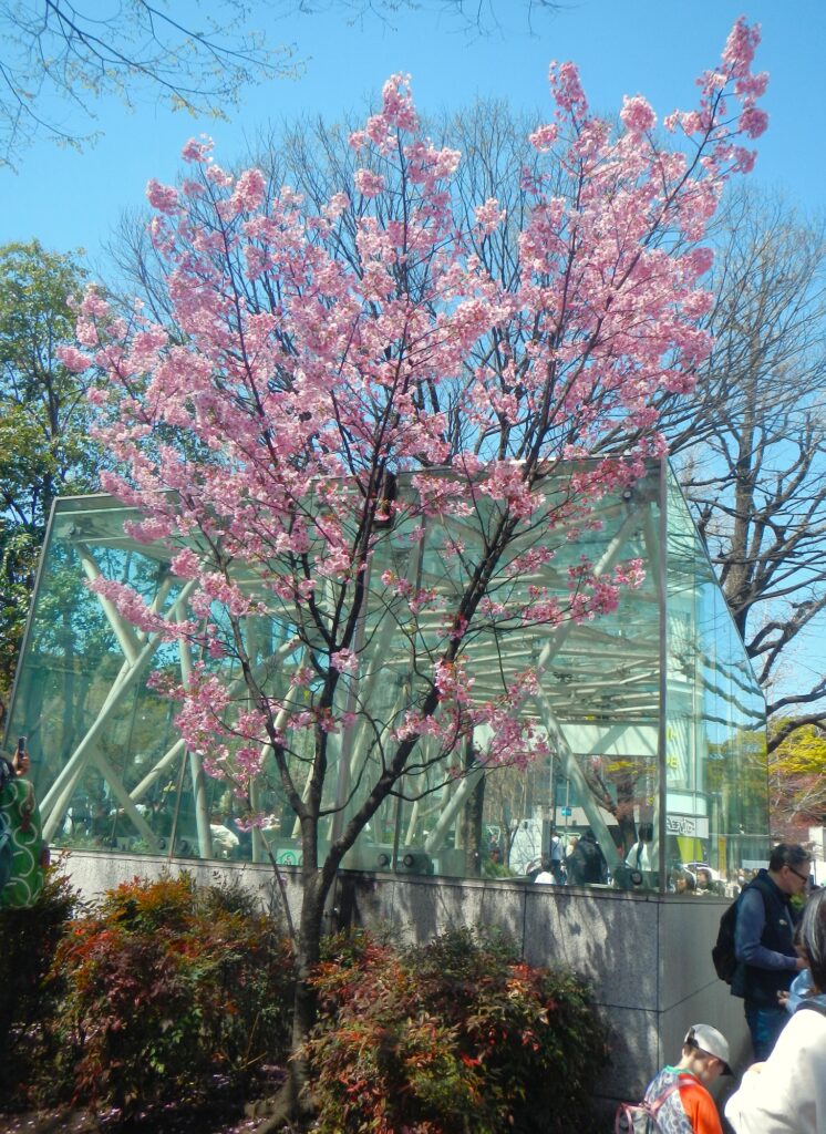 3_Tokyo Shibuya Harajuku Parco Yoyogi - ciliegi