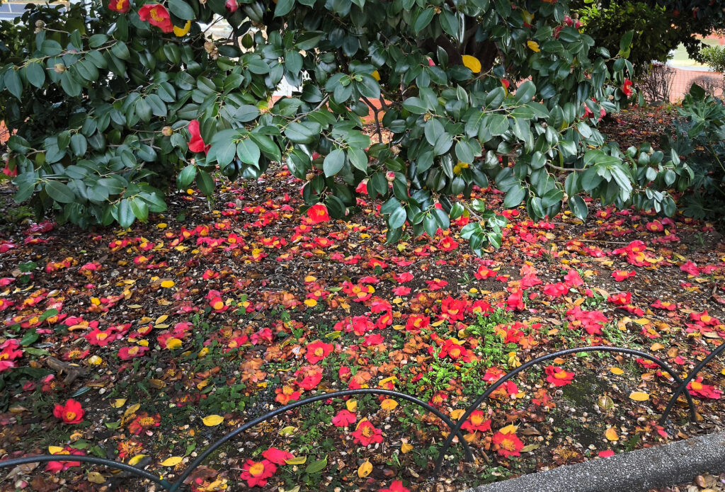 Parco Shinjuku Gyoen - camelie