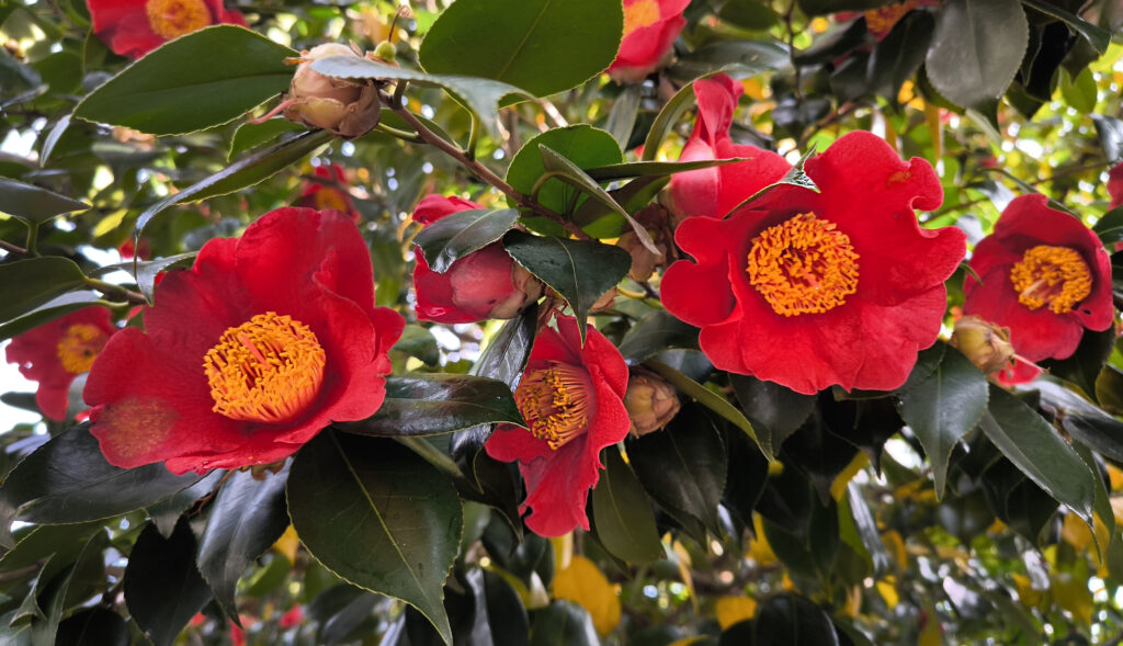 Parco Shinjuku Gyoen - camelie