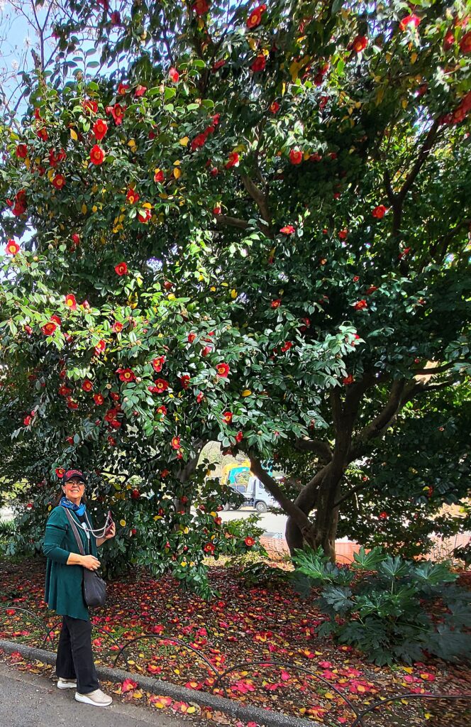 Parco Shinjuku Gyoen - camelie