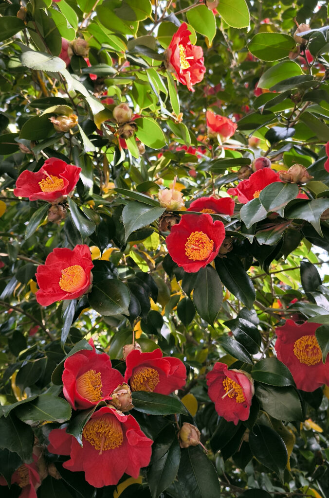 Parco Shinjuku Gyoen - camelie