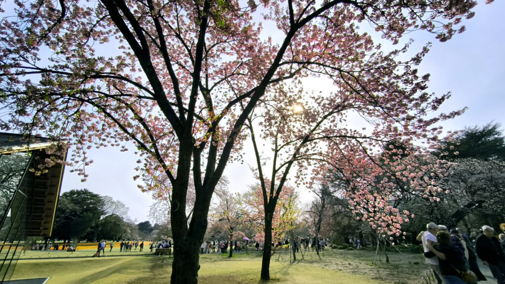sakura del parco Gyoen