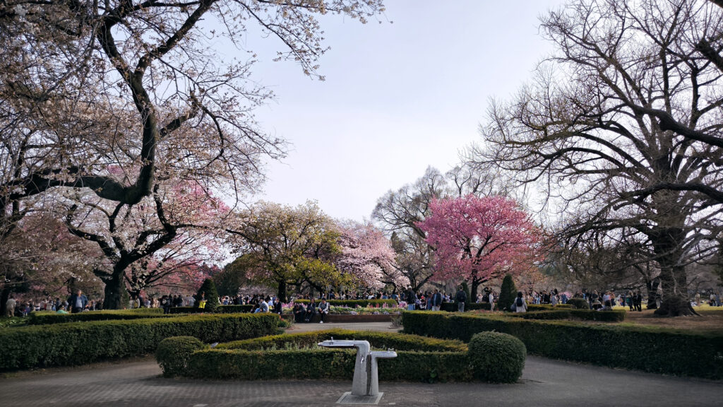 sakura del parco Gyoen