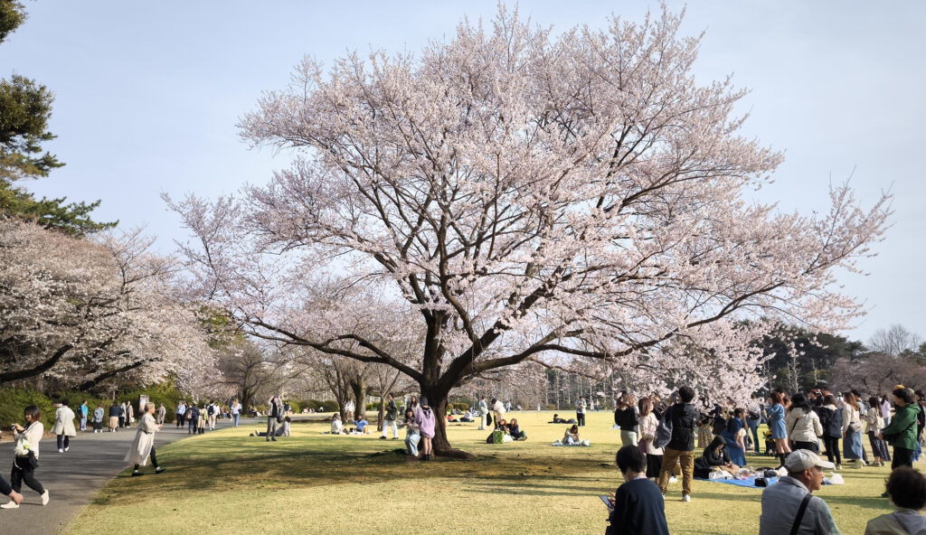 sakura del parco Gyoen