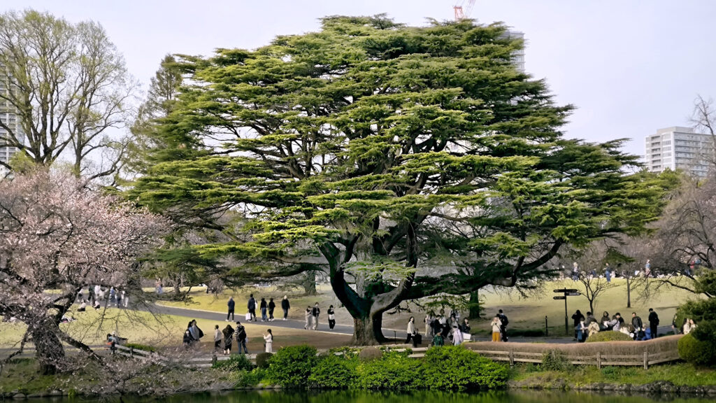 6_Tokyo Shinjuku Gyoen parco