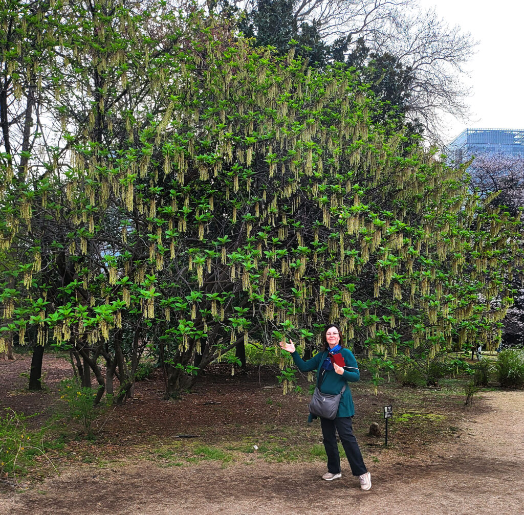 Parco Shinjuku Gyoen - Stachyurus Praecox