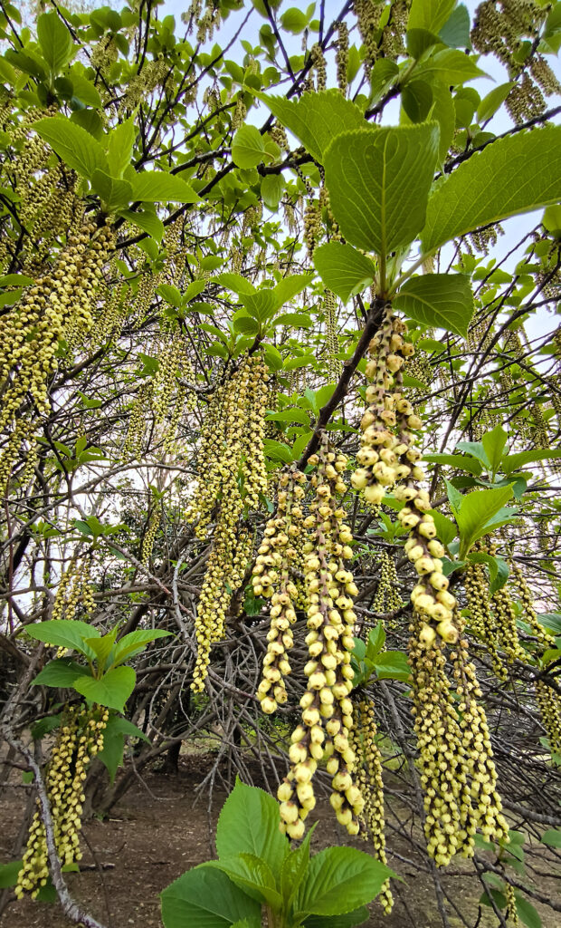 Parco Shinjuku Gyoen - Stachyurus Praecox