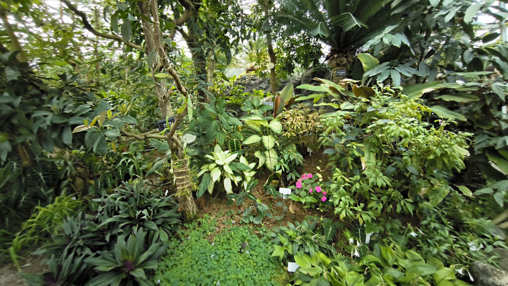 Shinjuku Gyoen National Garden - serra
