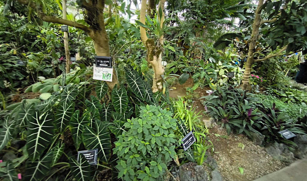 Shinjuku Gyoen National Garden - serra