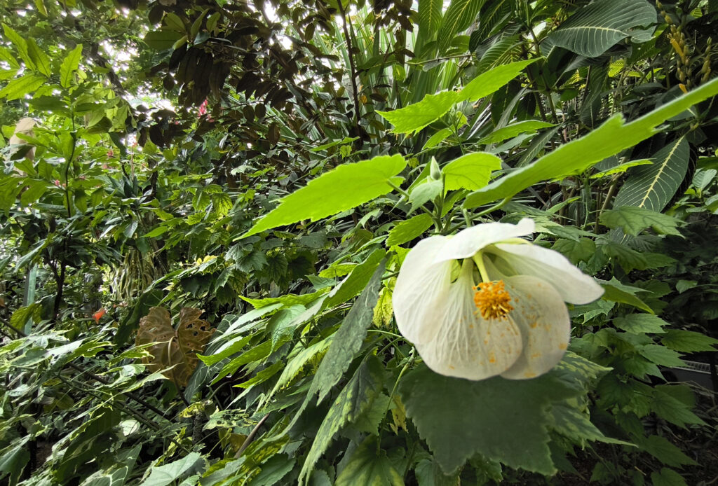 Shinjuku Gyoen National Garden - serra