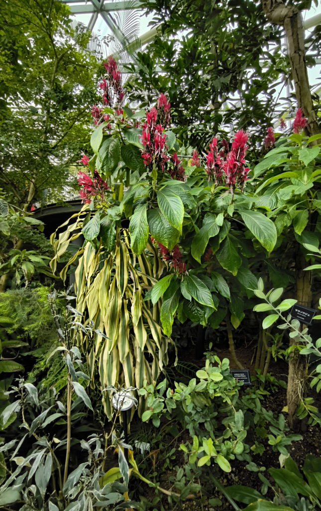 Shinjuku Gyoen National Garden - serra