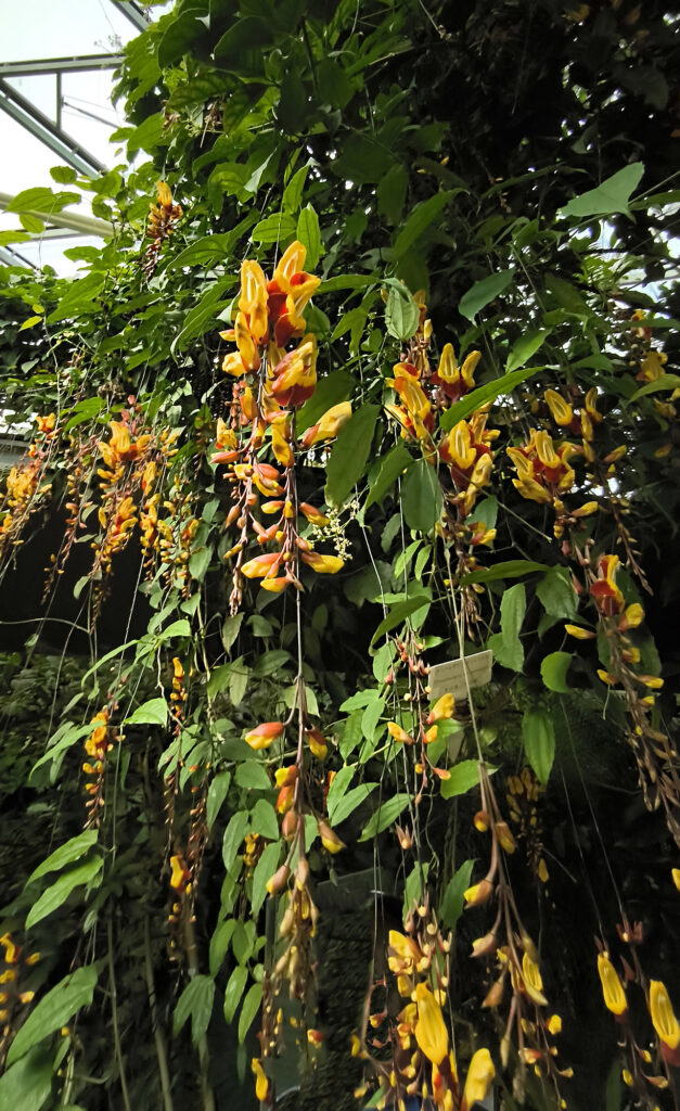 Shinjuku Gyoen National Garden - serra