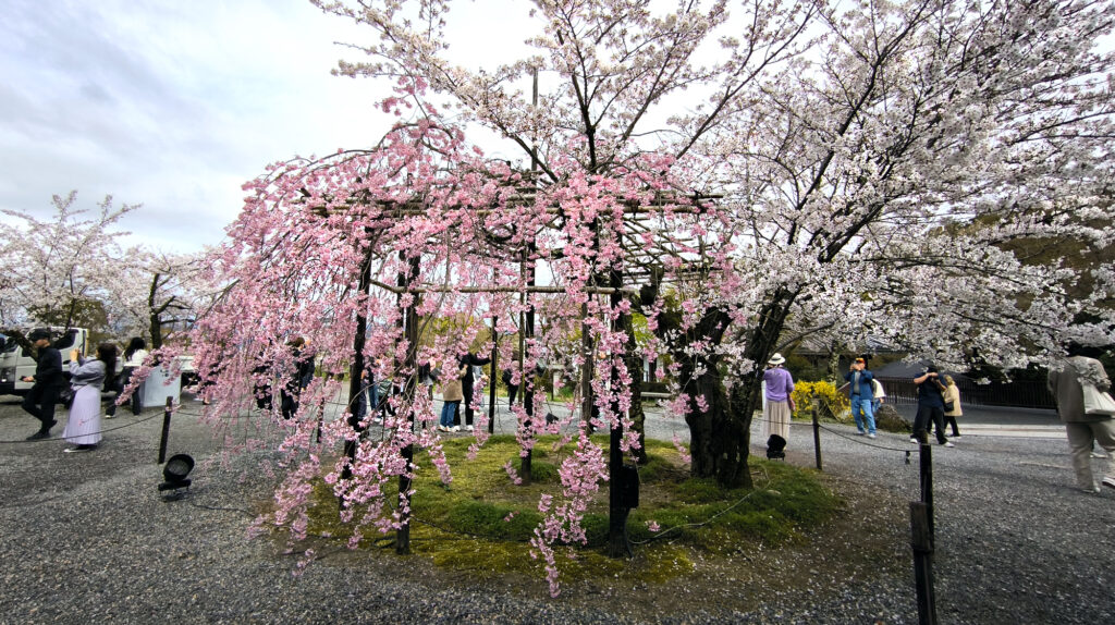 Kyoto - Kiyomizu-dera - ciliegio