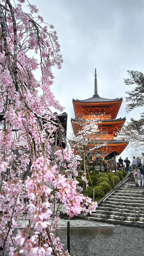 Kyoto - Kiyomizu-dera - Pagoda con ciliegio