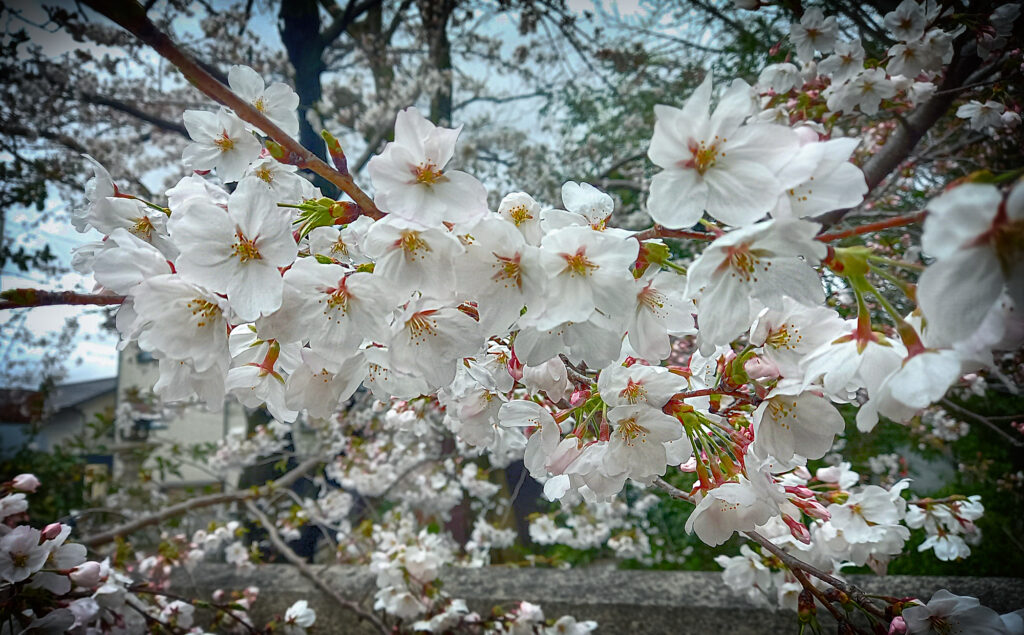 Kyoto - Kiyomizu-dera - ciliegio