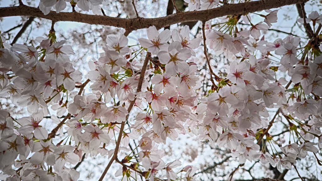 Kyoto - Kiyomizu-dera - ciliegio