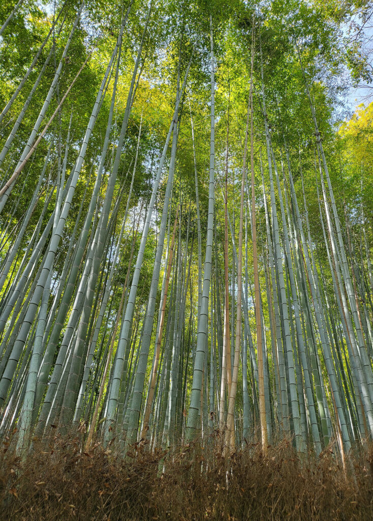 Kyoto - Arashiyama foresta bambu
