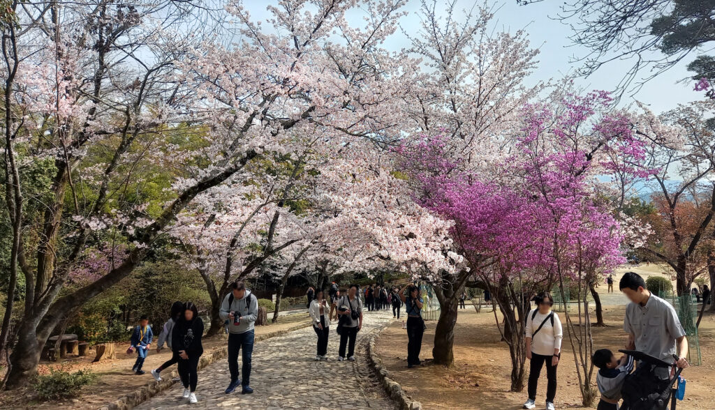 Kyoto - Arashiyama park