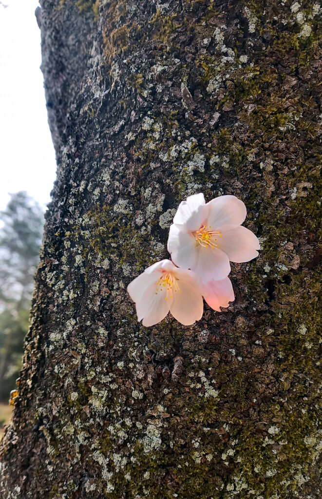Kyoto - Arashiyama park