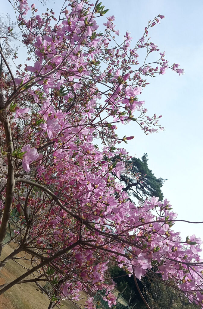 Kyoto - Arashiyama park