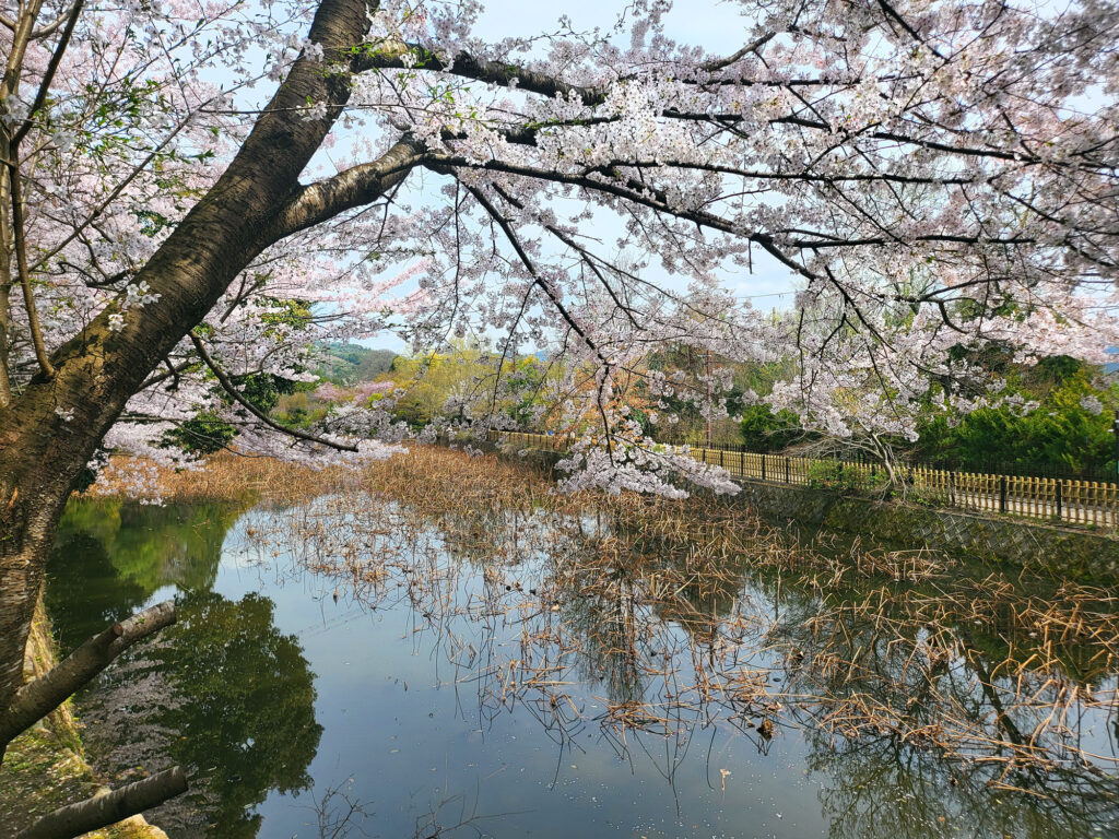 Kyoto - Arashiyama - Ogura Pond