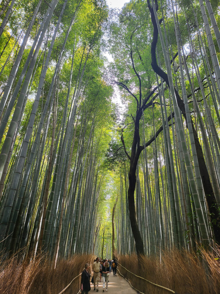 Kyoto - Arashiyama foresta bambu
