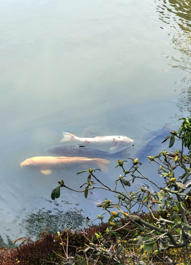 Kyoto - Kinkakuji oro - carpe