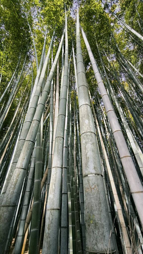 Kyoto - Arashiyama foresta bambu