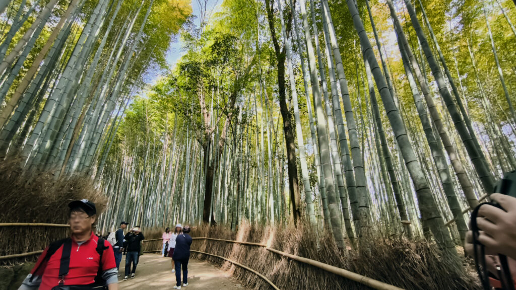 Kyoto - Arashiyama foresta bambu