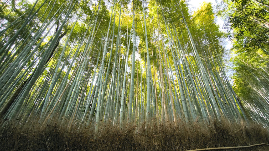Kyoto - Arashiyama foresta bambu