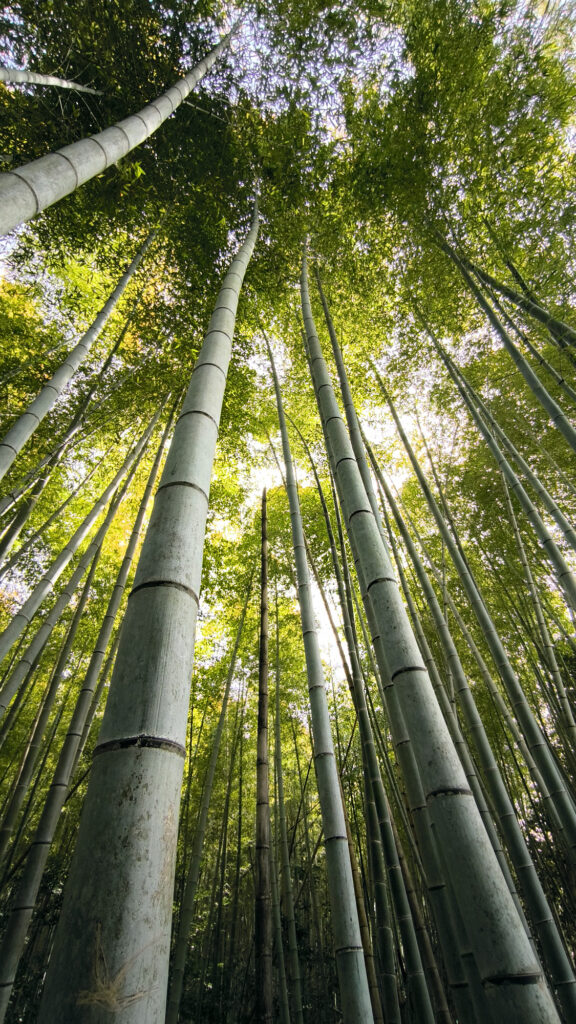 Kyoto - Arashiyama foresta bambu