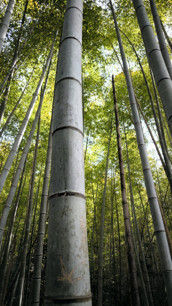 Kyoto - Arashiyama foresta bambu