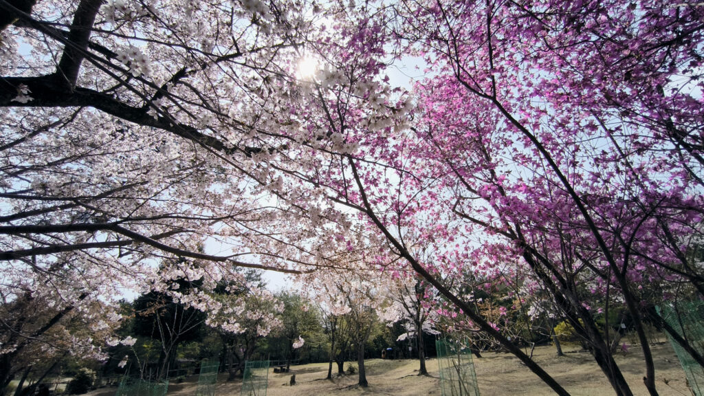 Kyoto - Arashiyama park