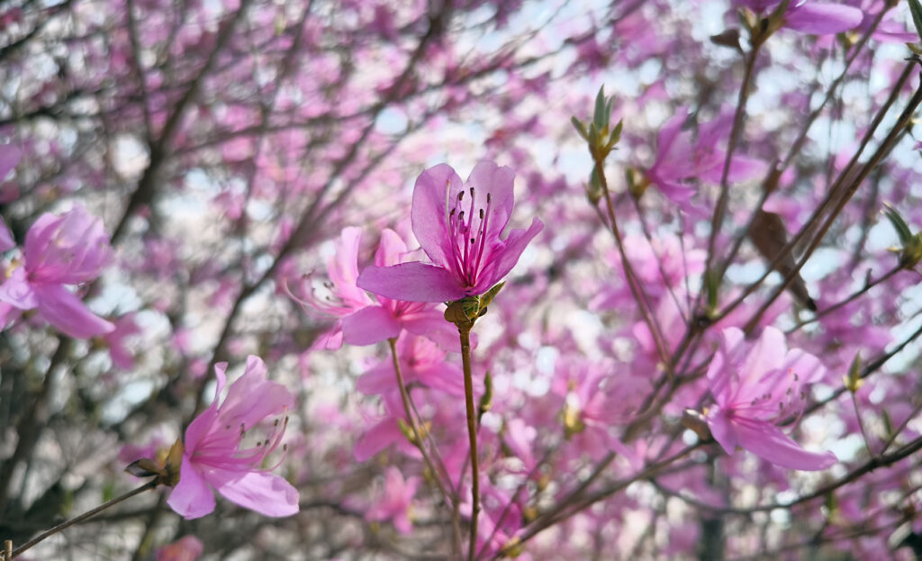 Kyoto - Arashiyama park
